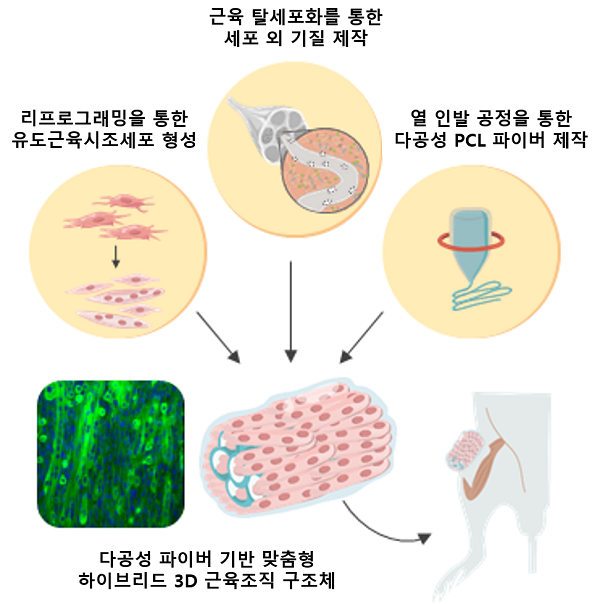 그림 1. 다공성 파이버 기반 하이브리드 3D 근육조직 구조체의 모식도