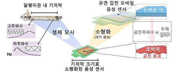 그림 1. 달팽이관 내 기저막을 모사한 모바일 압전 음성 센서의 원리