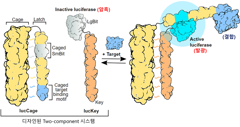 개발된 단백질 센서 시스템의 작동 기작 모식도. 표적 단백질 (target)이 디자인된 결합 부위에 붙게 되면 빛을 발생한다. 결합 부위만 바꾸면 다른 표적 단백질을 감지할 수 있다.