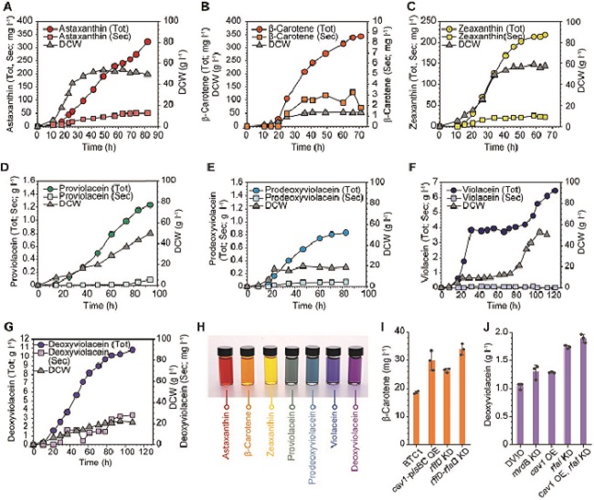 Systems metabolic engineering was employed to construct and optimize the metabolic pathways and membrane engineering was employed to increase the production of the target colorants, successfully producing the seven natural colorants covering the complete rainbow spectrum.