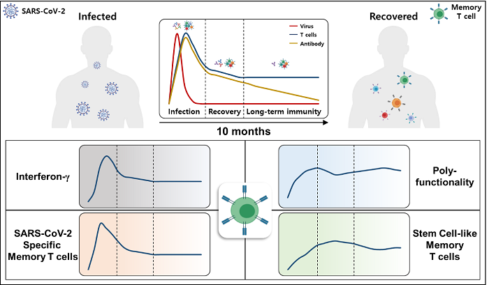 Figure. Overview of the SARS-CoV-2-specific immune response kinetics. Memory T cells are maintained after recovery from COVID-19 with the generation of stem cell-like memory T cell.