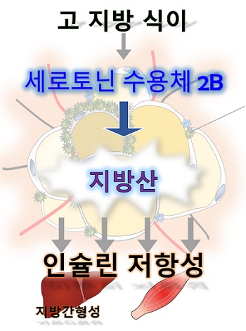 그림 1. 비만시에 지방세포의 세로토닌 2B 신호전달에 의한 생체 내 조직의 변화 모식도