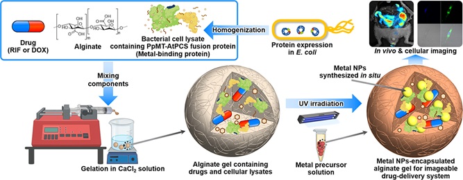 그림 1. 금속나노입자와 약물을 동시에 포집한 다기능성 알지네이트 젤 개발과 이의 생체 내 위치 영상화 기술 모식도