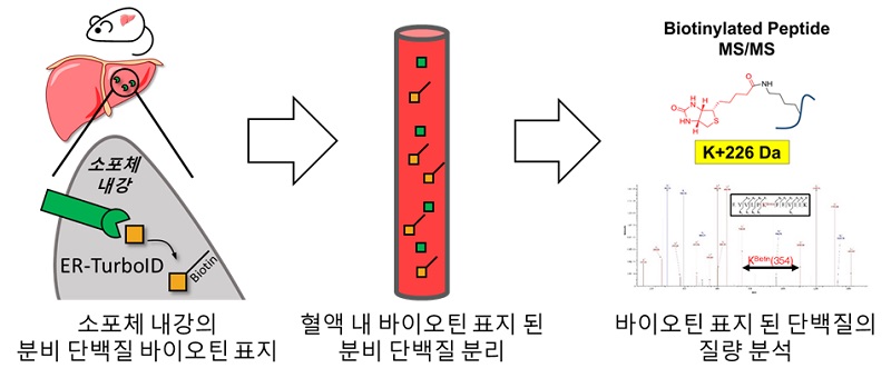 그림 1. 생체 내 조직 특이적 분비 단백질 표지 기법의 모식도