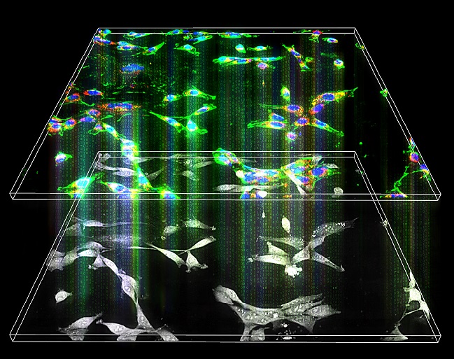 Image:artistic rendering of the concept of AI-based holographic microscopy, allowing molecular imaging from label-free holotomography.