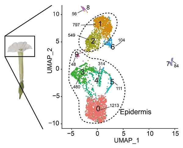 그림 1. 꽃잎 단일세포 RNA 시퀀싱 후 특정 세포 집단(0,3)에서 향기합성 유전자 발굴