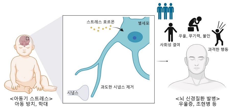 그림 4. 생명과학과 변유경 석박사통합과정 학생의 연구 모식도