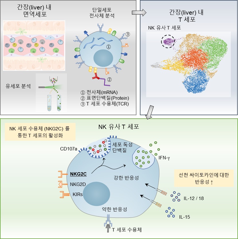 연구 모식도