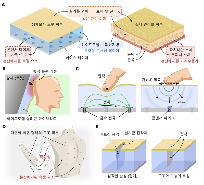 그림 1. 생체모사 다층구조 개념도와 특징 (충격흡수, 촉각 인지, 대면적 확장성, 치유능력)