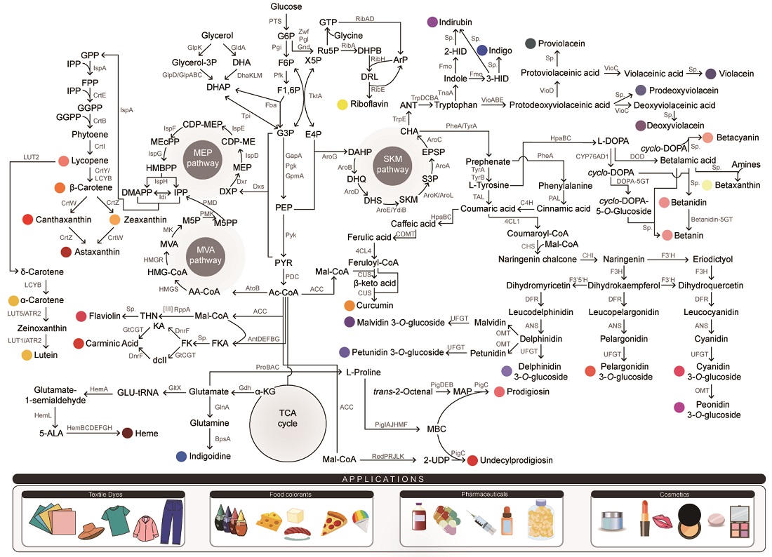 그림 1. 미생물 세포 공장을 개발해 생산된 대표 천연색소 생산을 위한 대사회로 지도