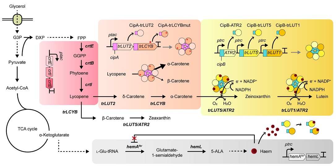 그림 1. 루테인 생산 대사회로 조작 모식도