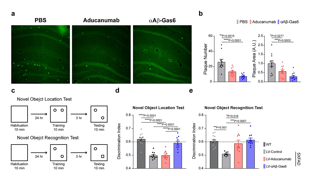 그림 3. Gas6 융합단백질에 의한 베타 아밀로이드 제거 및 인지 기능 개선. a-b, 알츠하이머 모델 쥐에서 관찰되는 베타 아밀로이드 (녹색)가 항체 치료제 (Aducanumab)보다도  더 효과적으로 Gas6 융합 단백질 (αAβ-Gas6)에 의해 사라짐을 확인. c-e, 알츠하이머 모델 쥐에서 두가지 행동 실험을 진행한 결과 Gas6 융합 단백질 (αAβ-Gas6)이 항체 치료제 (Aducanumanb)과 비교하여 현저히 증가된 인지 기능 개선 효과를 보임