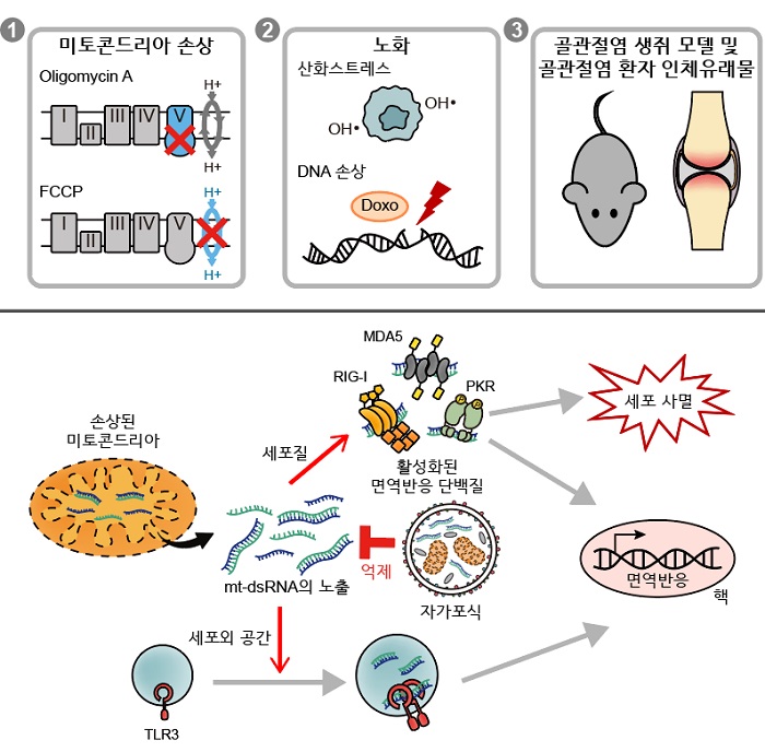 그림 1. 골관절염의 발병 메커니즘 모식도: 미토콘드리아의 손상 및 노화 유발을 통한 골관절염 모사 환경과 생쥐 연골 및 환자 인체유래물을 활용한 in vivo 모델에서 mt-dsRNA의 노출로 인한 면역반응을 통한 세포사멸.