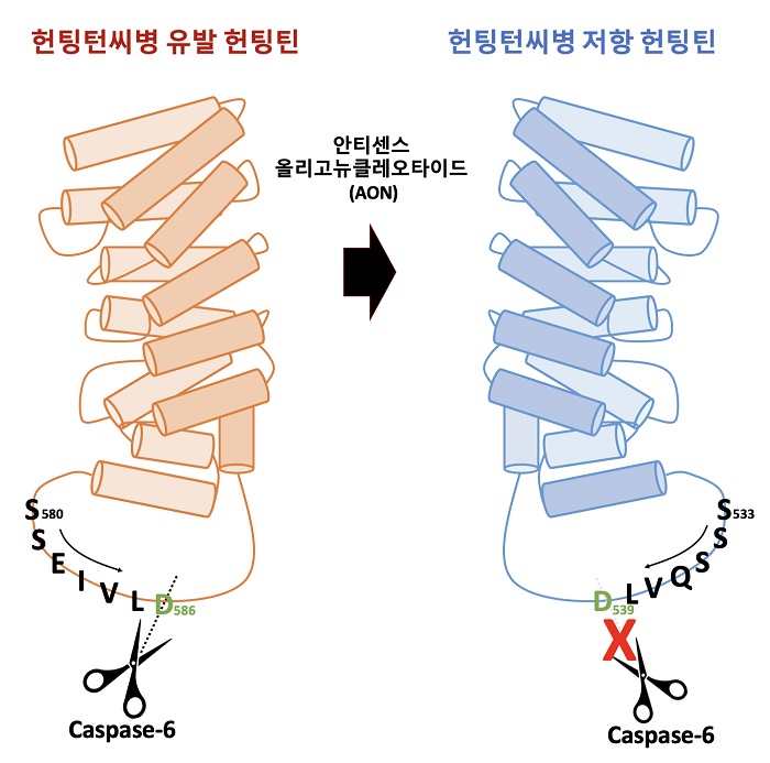 그림 1. 연구 개념도