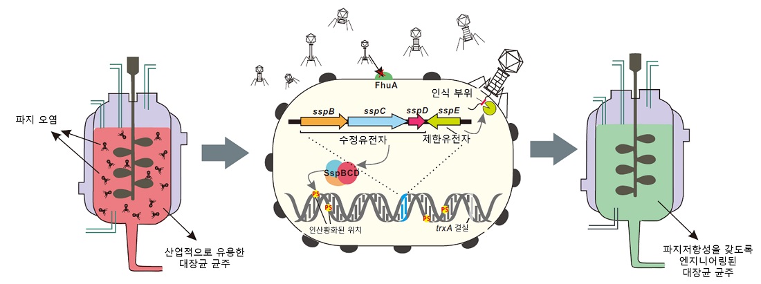 그림 1. 산업적으로 유용한 파지저항성 대장균 개발 과정 요약