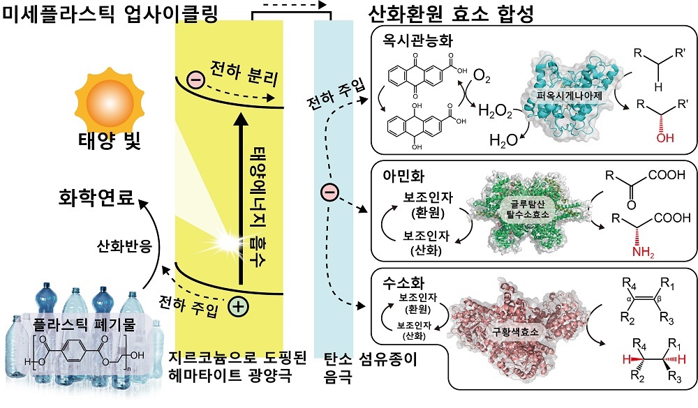 광전기화학적 미세플라스틱 업사이클링 및 미세플라스틱에서 추출한 전자에 의해 활성화된 생체촉매 반응에 대한 모식도