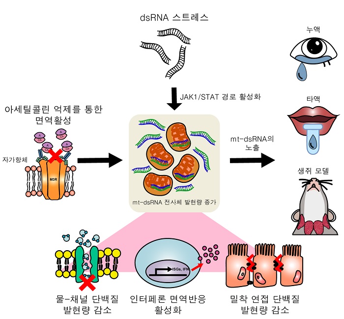 그림 1. 쉐그렌 증후군의 발병 메커니즘 모식도