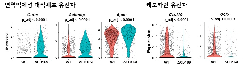 CD169+ 대식세포가 제거된 교모세포종 내부에는 면역 억제성 대식세포가 증가하고(좌) 림프구 유입에 중요한 케모카인 유전자의 발현이 감소함(우).