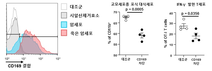 암세포 표면에는 CD169가 결합하는 리간드가 있으며, 죽은 암세포 표면에 CD169가 더 잘 결합함(좌). CD169와 리간드의 결합을 차단하면 교모세포종에 대한 대식세포의 포식작용이 감소하며 (중) 이에 따라 암세포 특이적인 T 세포 발현도 감소함(우).