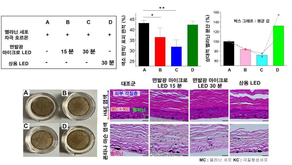 그림 2. 인간 피부 세포를 통한 면발광 마이크로 LED 패치의 멜라닌 생성 억제 효과