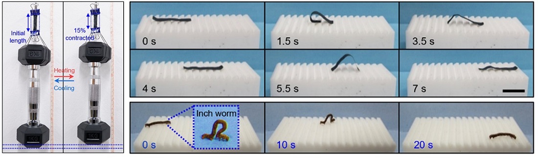 그림 3. 1kg 아령을 들어올리는 인공근육 섬유 다발, 실제 자벌레 움직임보다 빠른 이동속도를 보여주는 인공자벌레