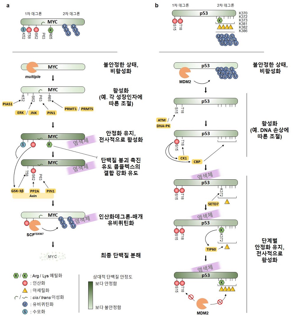 그림 3. 암을 유발하는 인자의 대표인 MYC와 종양 억제자 대표인 p53의 단백질 수명에 영향을 끼치는 PTM 데그론 코드 도식