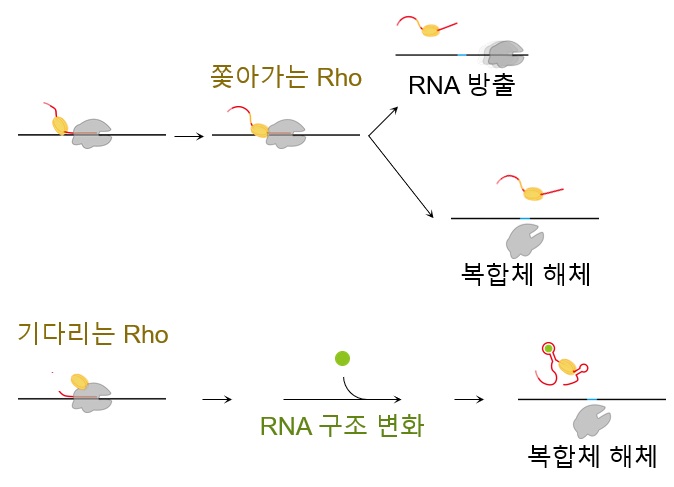 그림 1. 종결인자 Rho에 의한 끝내기 세 갈래의 진행 속도와 조절 양상의 차이