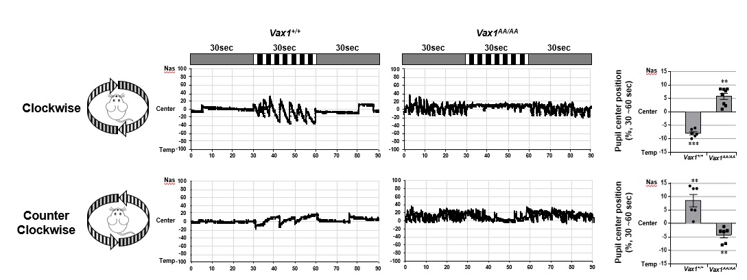 그림 2 설명. 생쥐의 전면부에 수직 막대 모양의 이미지를 시계방향 또는 반시계 방향으로 회전 시키면 정상 생쥐(Vax1+/+)는 이에 따라 눈을 움직이는 반응을 나타낸다. 반면, Vax1AA/AA 생쥐는 시각 운동 자극이 없을 때 눈을 계속 움직이고 있다가 수직 막대 이미지를 회전시키면 오히려 눈의 움직임을 멈추고 응시하는 양상을 나타내었다. 이는 Vax1AA/AA 생쥐의 시각-운동 신경망이 정상과 반대로 작동할 것이라는 해석을 제공한다.