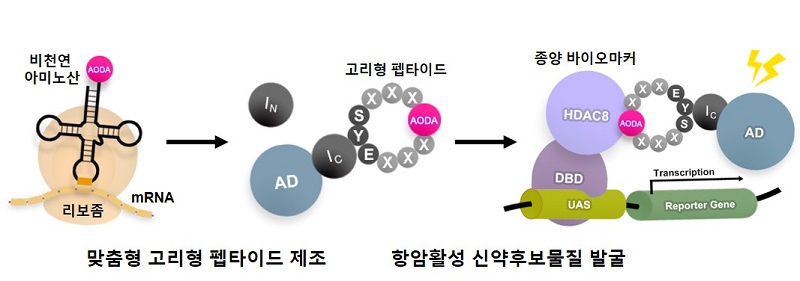 그림 1. 맞춤형 디자인 고리형 펩타이드 탐색 플랫폼의 모식도