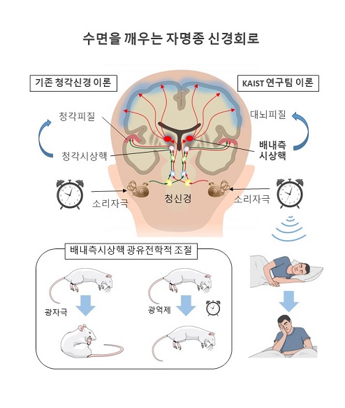 그림 3. 연구 모식도