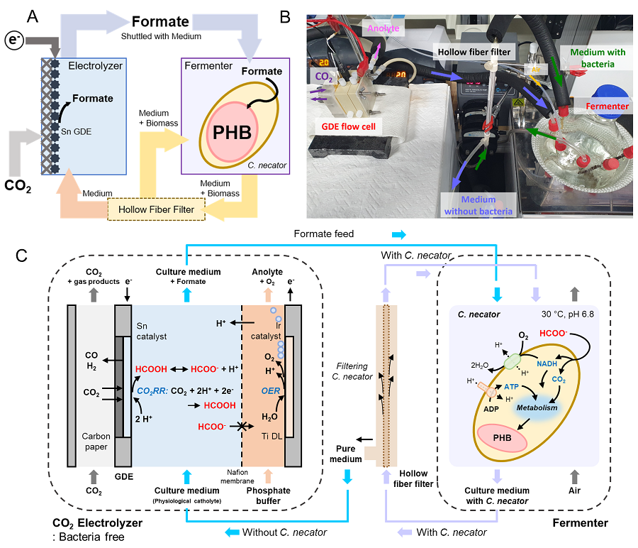 Schematic diagram of the biohybrid CO2 electrolysis system
