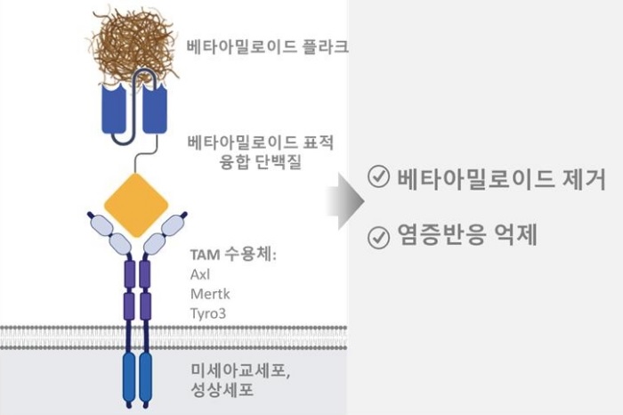 연구팀이 개발한 베타 아밀로이드 제거 재조합 단백질