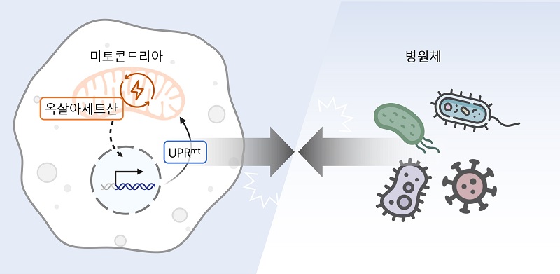 연구 모식도. 세포 속 에너지 발전소인 미토콘드리아의 부산물인 옥살아세트산 조절이 미토콘드리아 미접힘 단백질 반응 (UPRmt) 을 통해 다양한 병원균에 대한 저항성을 향상시킬 수 있음.