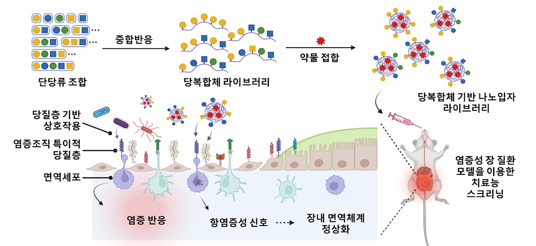 그림 1. 염증성 장 질환 치료용 당복합체 기반 나노 의약 플랫폼 개발 모식도