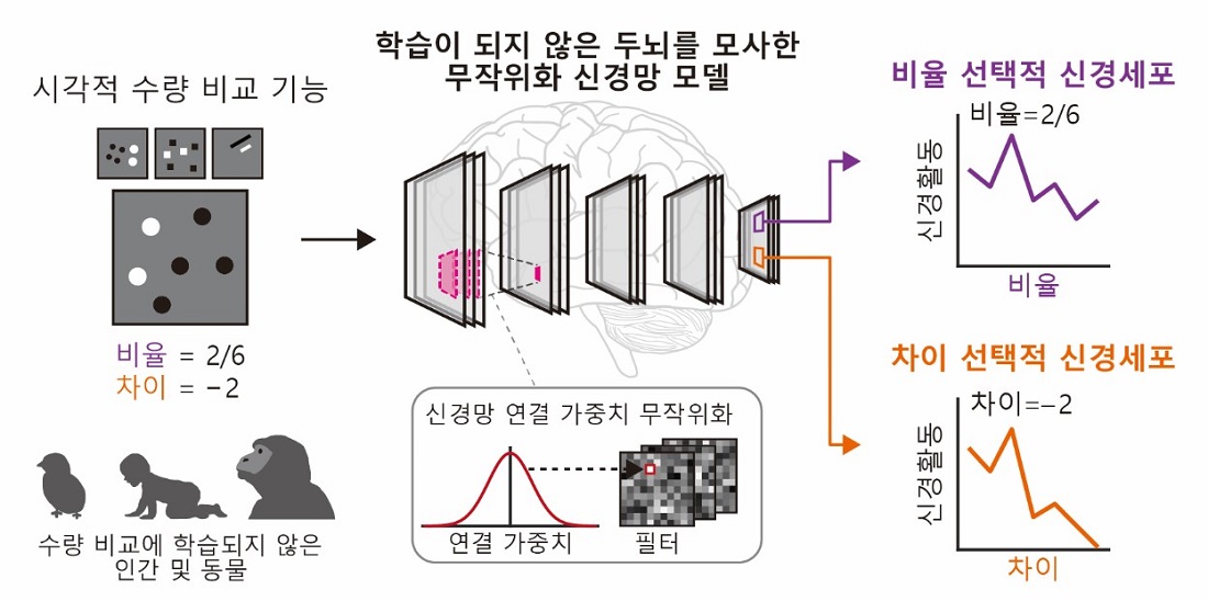 그림 1. 두뇌 모사 신경망 모델에서 수량 비교 기능의 자발적 발생을 설명하는 그림