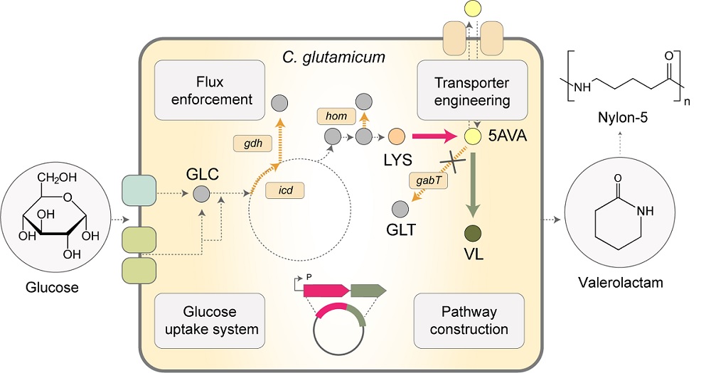 그림 1. 나일론-5 단량체인 발레로락탐 생산 미생물 개발 전략
