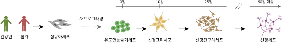 그림 1. 건강한 기증자와 파킨슨병 환자로부터 얻은 섬유아세포는 줄기세포로 역분화된 후, 일련의 과정을 거쳐 신경세포로 분화됨