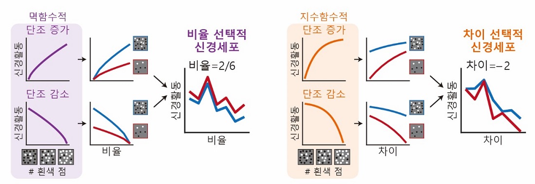 그림 2. 수량 비교 기능 세포의 발생원리를 묘사하는 그림