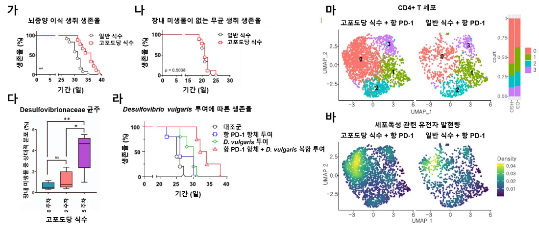 <그림 1> 고 포도당 음료가 교모세포종 뇌종양 생쥐모델에서 생존율에 미치는 영향에 대한 연구결과.  가) 일반식수를 공급할 경우와 고 포도당 음료를 공급한 생쥐 사이의 생존율 비교에서 고 포도당 음료를 공급한 경우 더 오래 생존하였다.  나) 장내 미생물이 없는 무균 마우스에서 동일한 실험을 진행한 경우 생존율의 차이를 보이지 않았다.  다) 장내 미생물 중 Desulfovibrionaceae 균주가 고 포도당 음료의 복용으로 증가하는 것을 확인하였다.  라) 해당 균주의 투여가 뇌종양 모델에서 생존율을 증가시켰고, 항 PD-1 항체와 같이 투여할 경우 상승작용이 나타나는 것을 확인하였다.  마) 단일 세포 전사체 분석을 통하여 CD4+ T 세포 중 1번 그룹에 해당하는 세포가 고 포도당 식수 공급을 통해 증가하는 것을 확인하였으며,  바) 해당 그룹이 세포독성 관련 유전자를 높게 발현하는 것을 확인하였다.