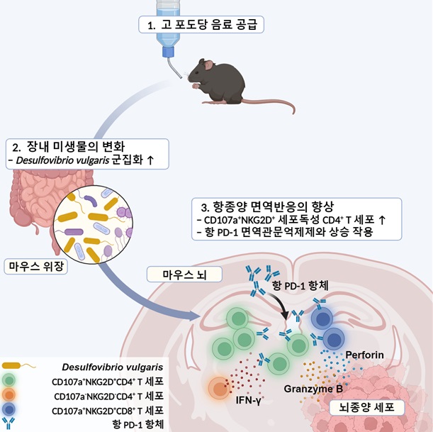 <그림 2> 고 포도당 음료가 장내 미생물의 조절을 통해 교모세포종 면역반응에 미치는 영향연구에 대한 전체적인 연구개요.  단기간의 고 포도당 음료를 공급할 경우 장내 미생물 중 Desulfovibrionaceae 균주의 증가를 유도하며, 이러한 변화는 뇌종양 내 세포독성 T 세포의 양적 증가 및 세포독성 기능 증대를 유도하여 항종양 면역반응을 증가시키며 면역관문억제제와 상승작용을 통해 항암 효능을 보여준다.