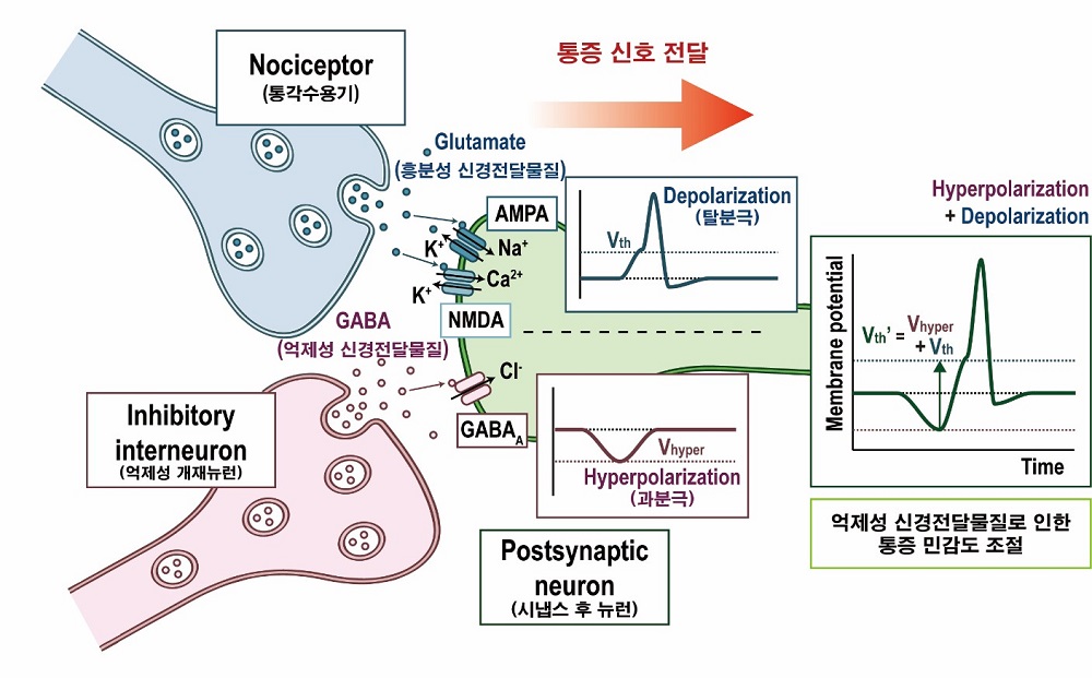 그림 1. 흥분성 및 억제성 신경전달물질로 인한 통각수용체의 동작 모식도