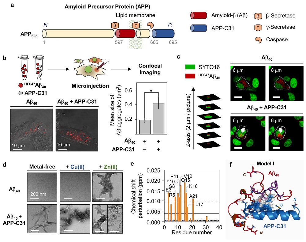 그림 2. APP-C31로 인한 아밀로이드-베타 및 금속-아밀로이드-베타 섬유화 촉진