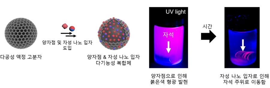 (그림 4) 양자점 및 자성 나노 입자 도입을 통해 다기능성 복합체 제작. 해당 복합체의 형광 발현 및 자기장에 의한 움직임 확인