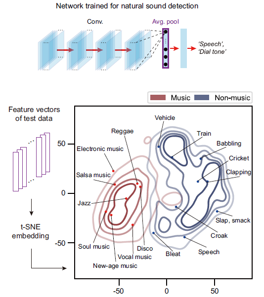 Music in the brain, MIT News