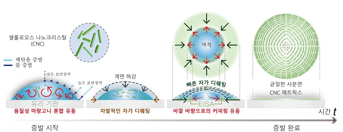 그림 1. 균일 사분면 셀룰로오스 나노크리스탈 매트릭스 형성에 대한 유체역학적 원리