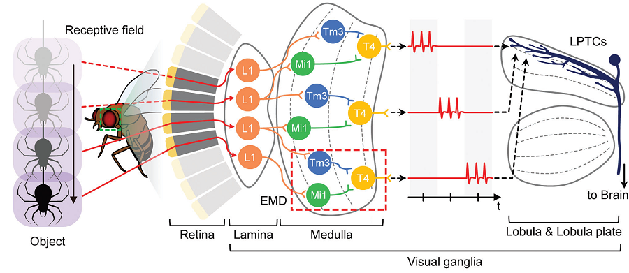 Figure 1. Working principle of a biological elementary motion detection system.