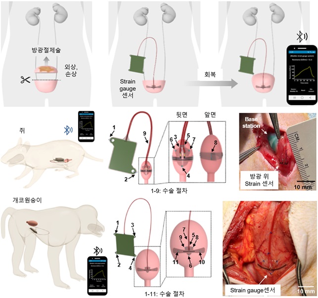 그림 1. 방광 기능 모니터링을 위한 무선 이식형 플랫폼 (위), 쥐 모델 실험 셋업 (중간), 개코원숭이 실험 셋업(아래)