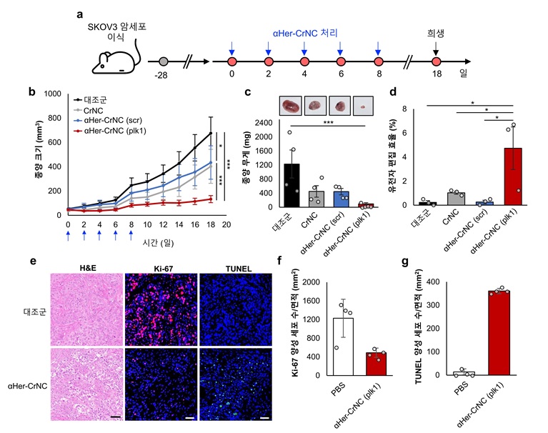 그림 2. 쥐의 난소암(SKOV3) 모델에서 ⍺Her-CrNC에 의한 항암 효능 검증 실험 모식도 (a), ⍺Her-CrNC의 쥐 투여 후 경과 일수에 따른 종양 크기(b) 및 종양 무게(c) 변화 관측 결과. 난소암의 표적 유전자 PLK1 교정 효율(d) 결과. ⍺Her-CrNC의 투여 후 난소암의 조직학적 분석 (e,f,g) 결과
