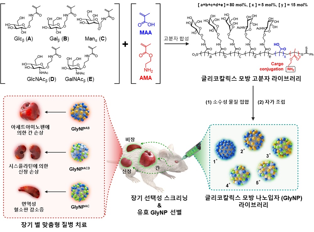 그림 1. 장기 선택적 인공 탄수화물 나노입자(Glycocalyx-mimicking nanoparticles; GlyNPs) 선별 및 평가 모식도