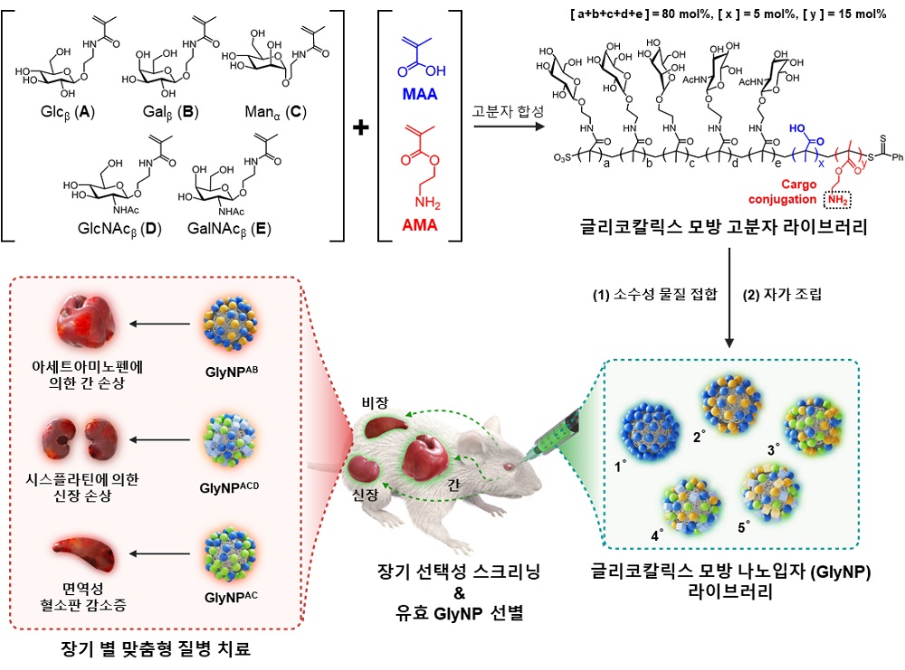 ׸ 1.   ΰ źȭ (Glycocalyx-mimicking nanoparticles; GlyNPs)    ĵ